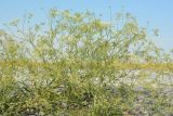 Falcaria vulgaris