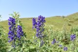 род Delphinium