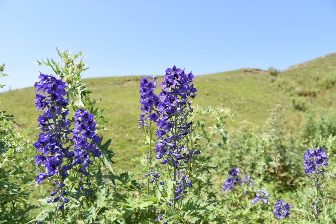 Image of genus Delphinium specimen.