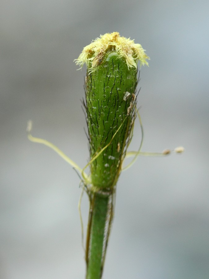 Image of Papaver tolmachevii specimen.
