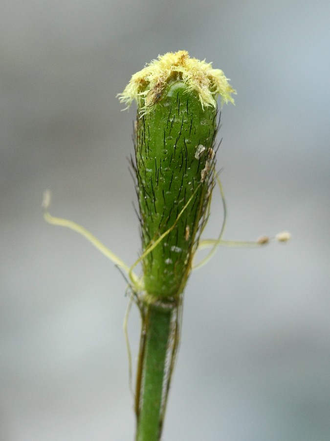 Изображение особи Papaver tolmachevii.