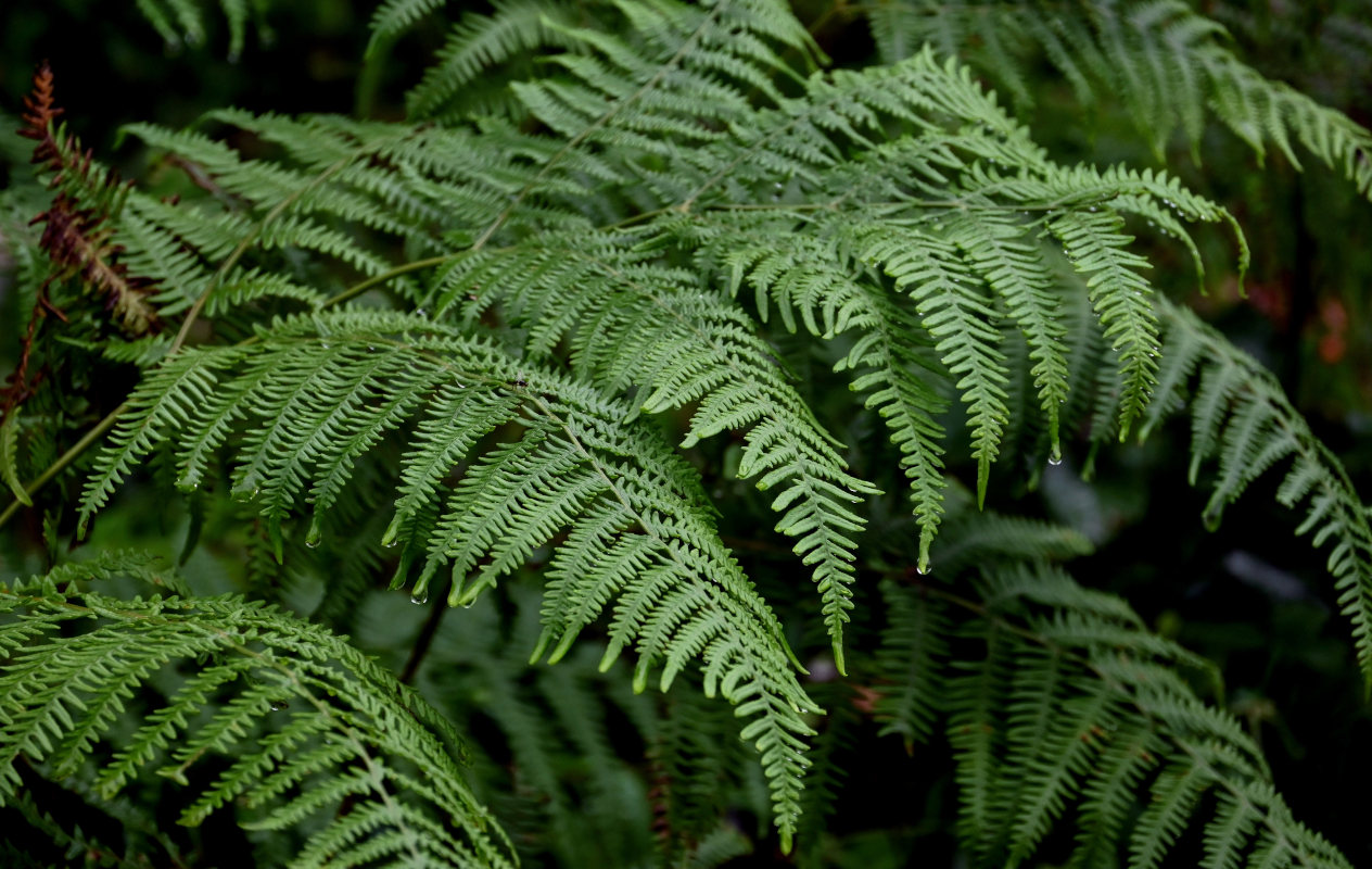 Изображение особи Pteridium tauricum.