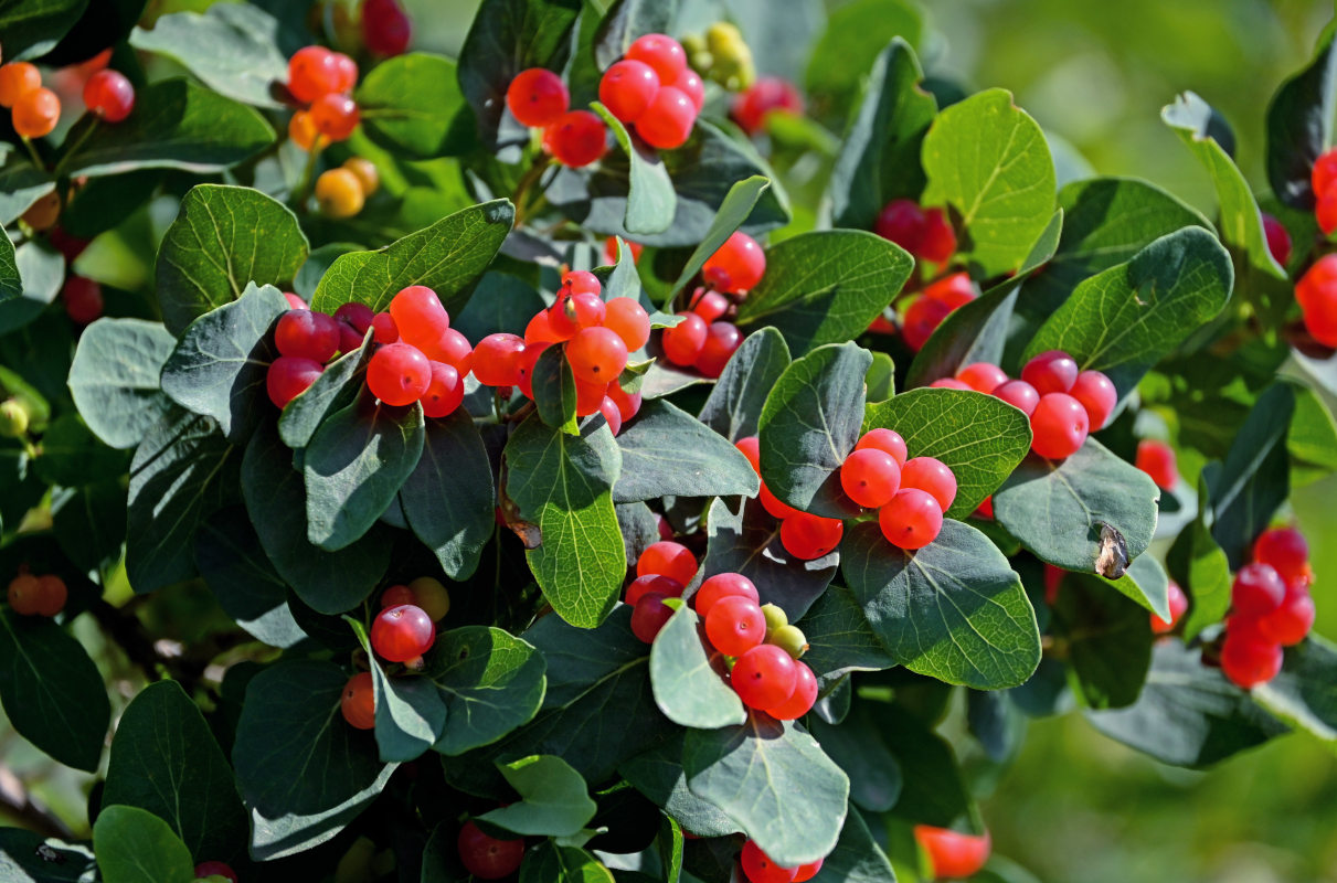 Image of Lonicera tatarica specimen.