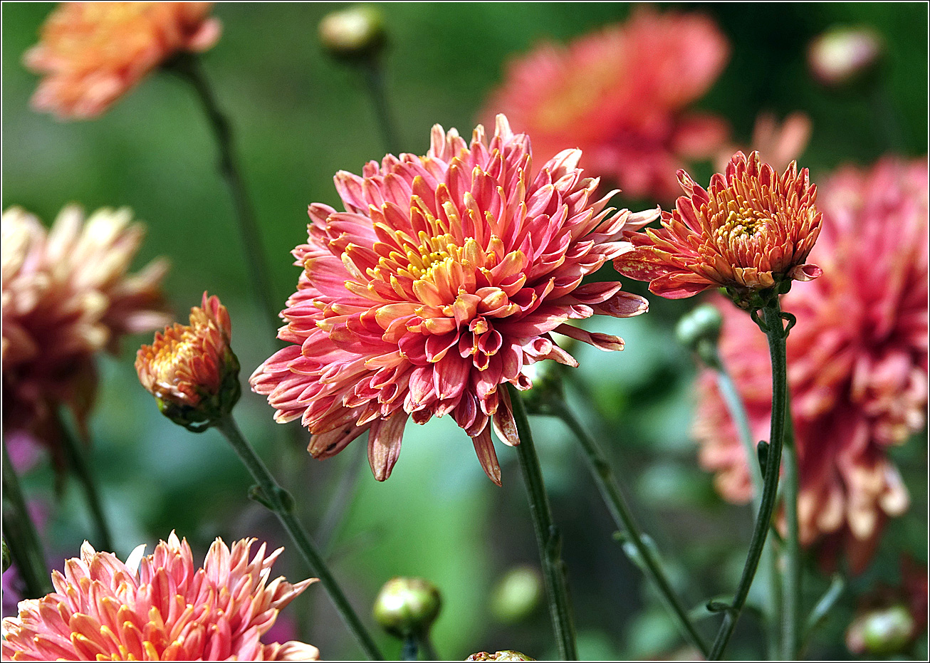 Image of Chrysanthemum indicum specimen.