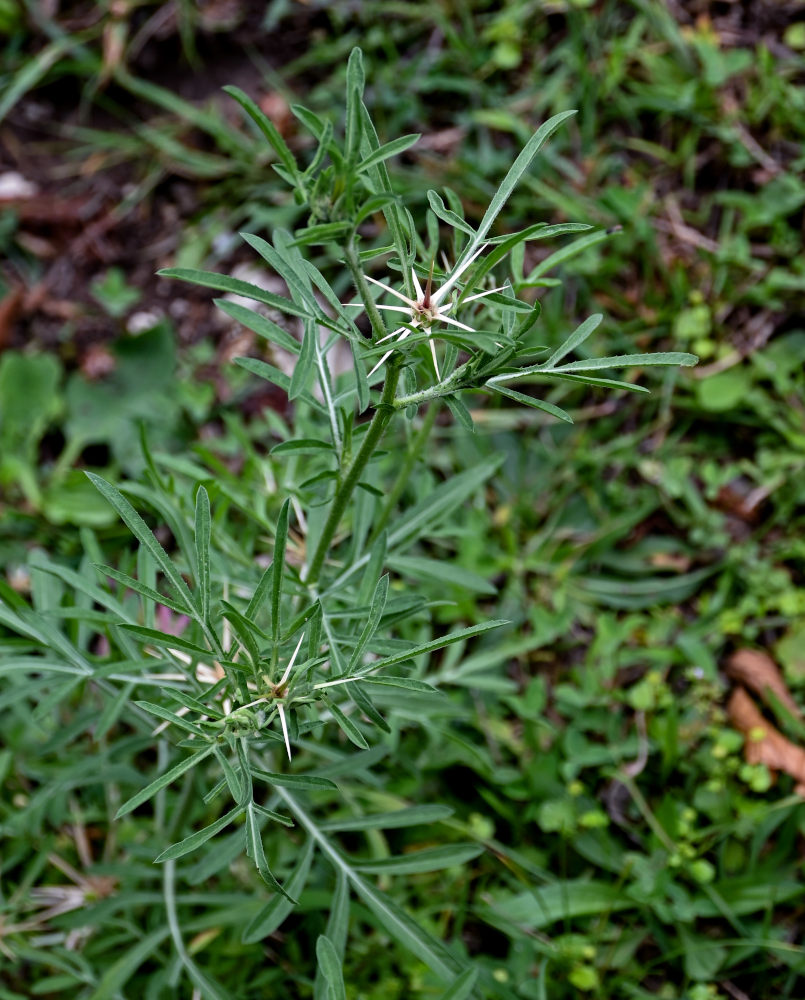 Image of Centaurea iberica specimen.