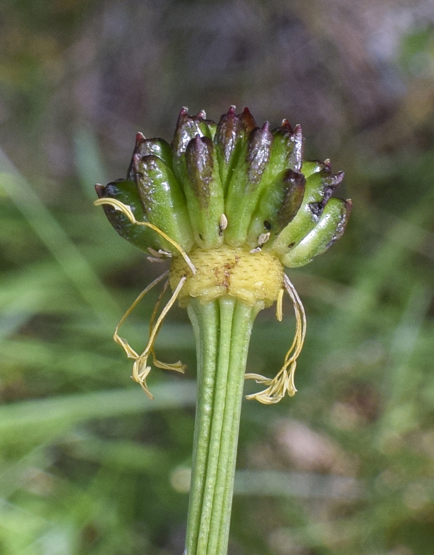 Image of Trollius europaeus specimen.
