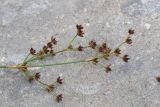 Juncus articulatus. Верхушка плодоносящего растения. Чечня, Шаройский р-н, долина р. Цесиахк, 1 км ниже водопада Цеси. 11 августа 2023 г.