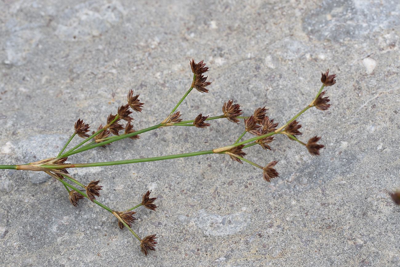 Изображение особи Juncus articulatus.