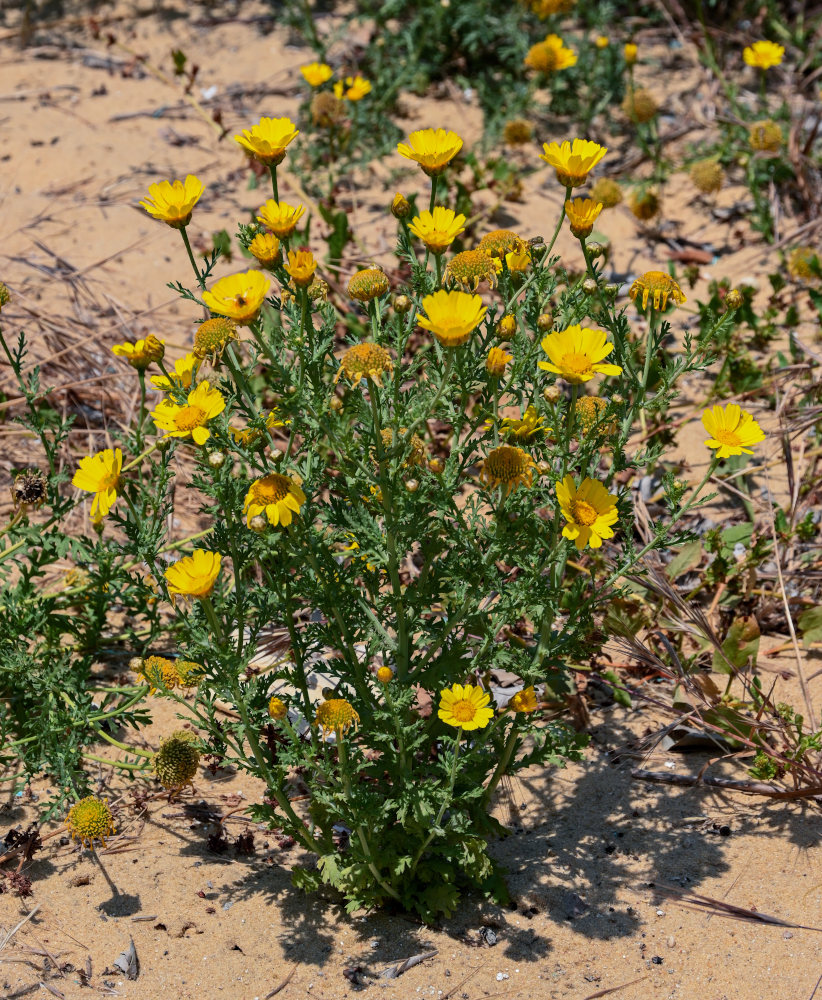 Image of Glebionis coronaria specimen.