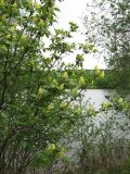 Sambucus racemosa