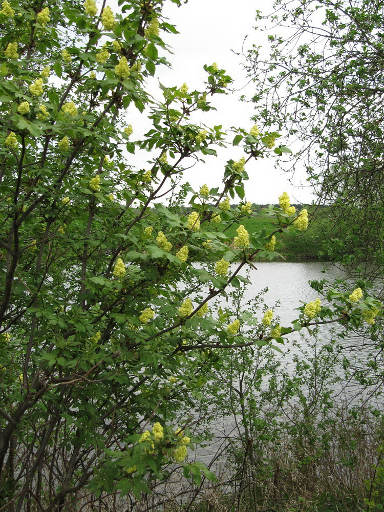 Image of Sambucus racemosa specimen.