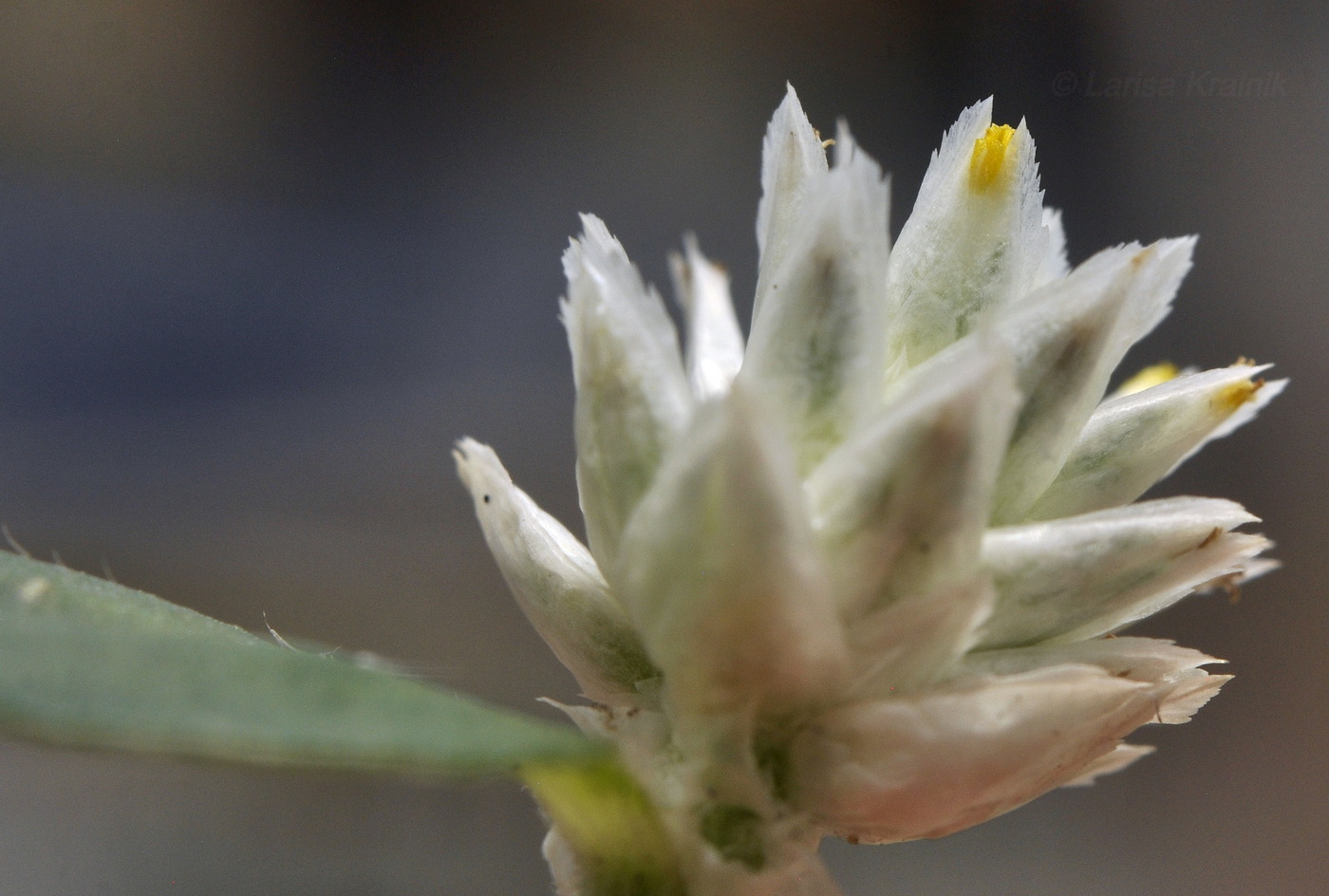 Image of Gomphrena celosioides specimen.