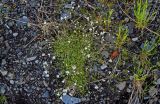 Cerastium regelii. Цветущие растения в сообществе с Poaceae. Красноярский край, Таймырский Долгано-Ненецкий р-н, пос. Хантайское Озеро, каменистый пляж. 22.07.2023.