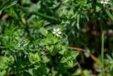 Arenaria serpyllifolia