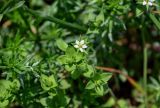 Arenaria serpyllifolia. Верхушка побега с цветком. Армения, обл. Лори, окр. с. Лори Берд, крепость Лори Берд, ≈ 1300 м н.у.м., луговой склон. 24.06.2022.