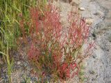 Rumex acetosella