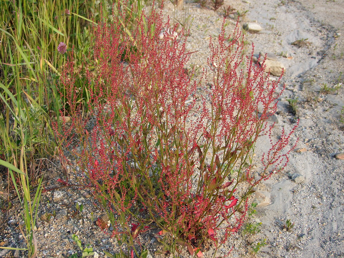 Image of Rumex acetosella specimen.