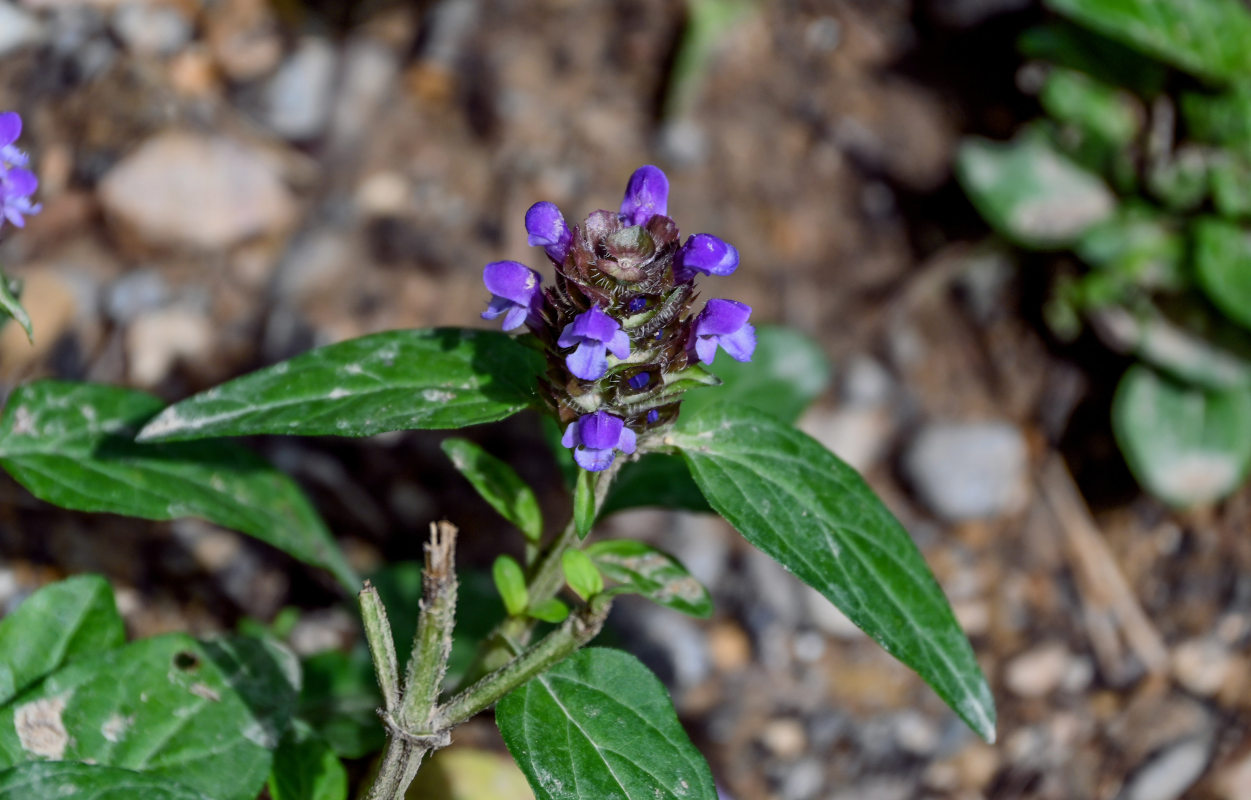 Изображение особи Prunella vulgaris.