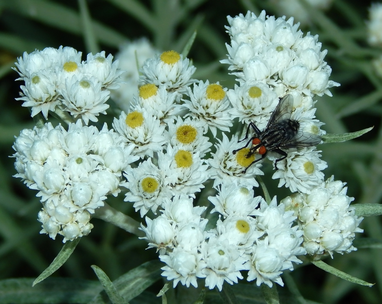 Image of Anaphalis margaritacea specimen.