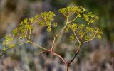 Ferula caspica. Верхушка побега с соцветиями, соплодиями и кормящимся насекомым. Оренбургская обл., Саракташский р-н, хр. Карамурунтау, степной склон. 07.07.2023.