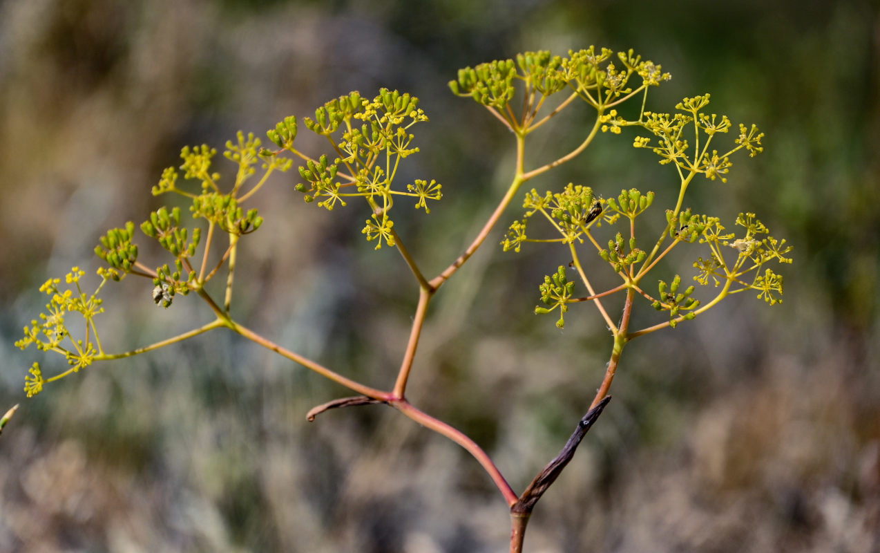 Image of Ferula caspica specimen.