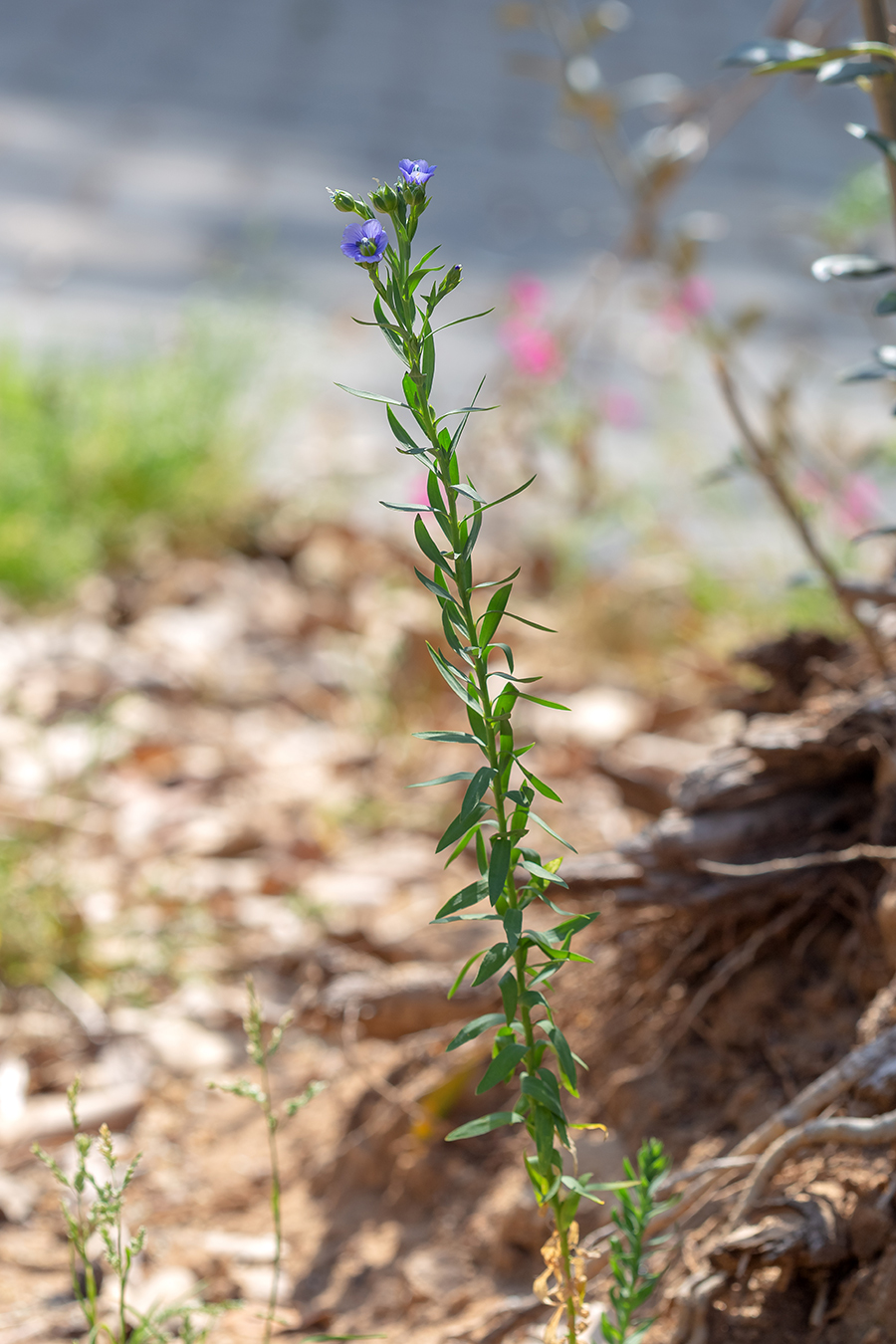 Image of Linum usitatissimum specimen.