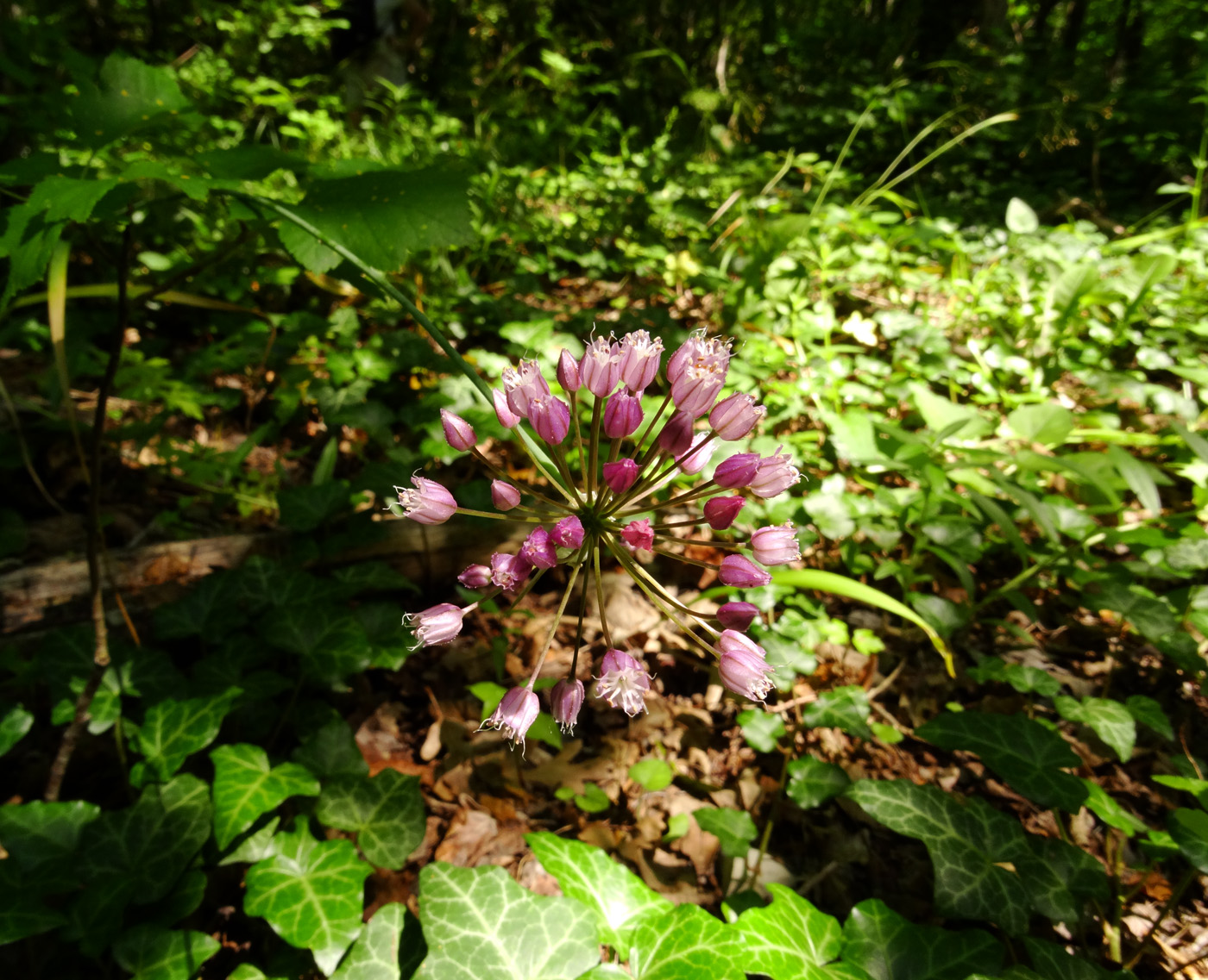 Image of Allium rotundum specimen.