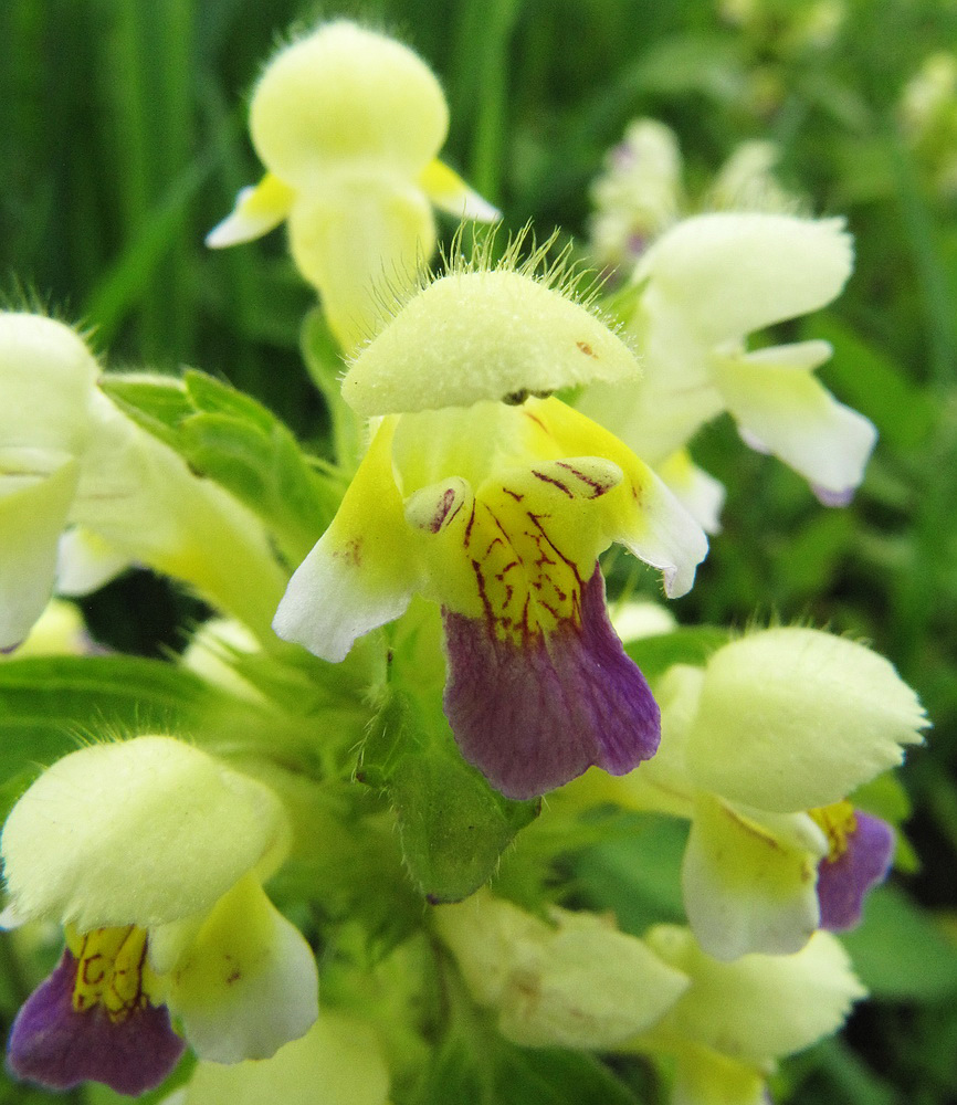 Image of Galeopsis speciosa specimen.