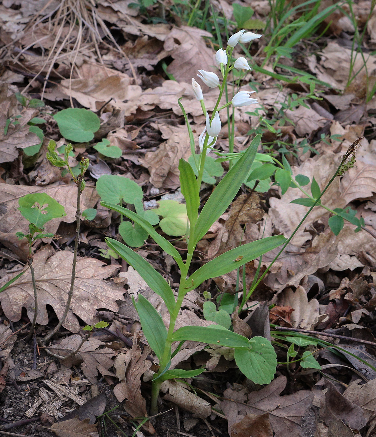 Image of Cephalanthera longifolia specimen.