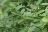 Lonicera tatarica
