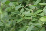 Lonicera xylosteum. Верхушки побегов с незрелыми плодами. Украина, г. Харьков, Саржин яр, лиственный лес. 26.05.2024.