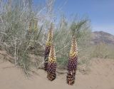 Cistanche flava