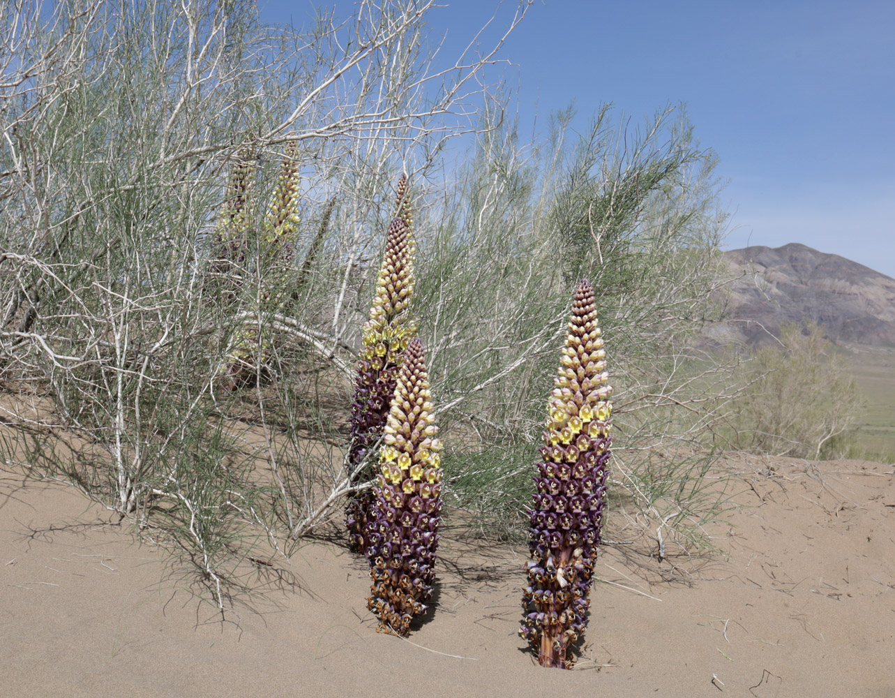 Image of Cistanche flava specimen.