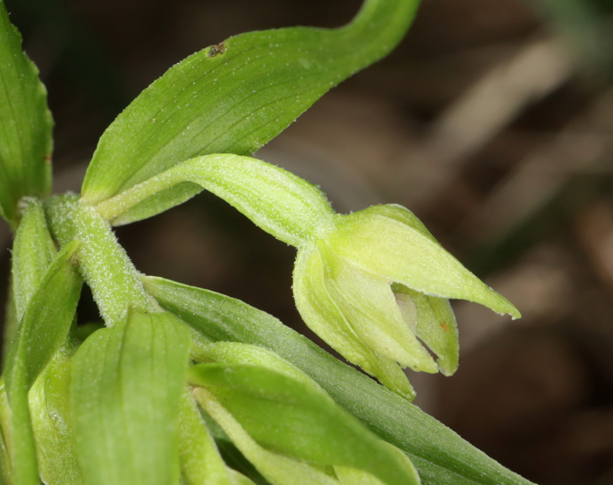 Image of Epipactis euxina specimen.
