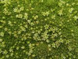 Thylacospermum caespitosum