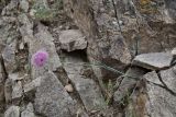 Allium caricifolium