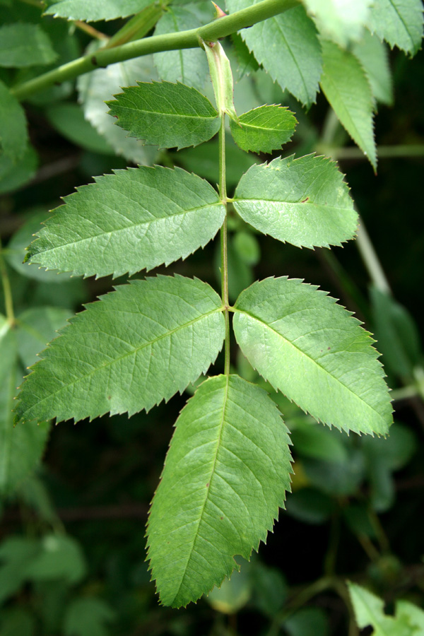 Image of Rosa canina specimen.