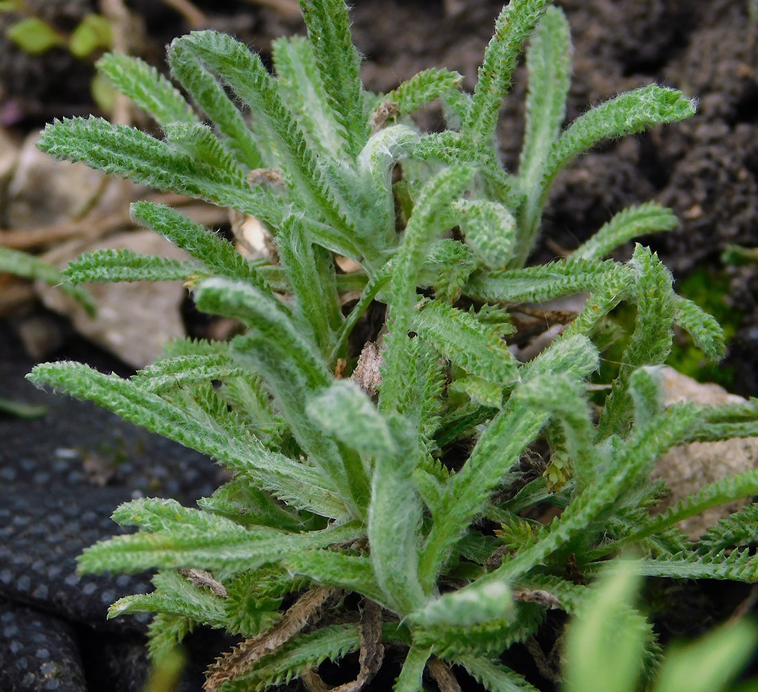 Изображение особи Achillea × lewisii.