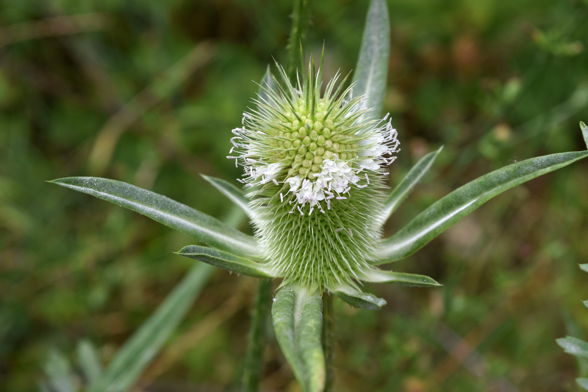 Image of Dipsacus laciniatus specimen.
