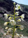 Eremurus lactiflorus