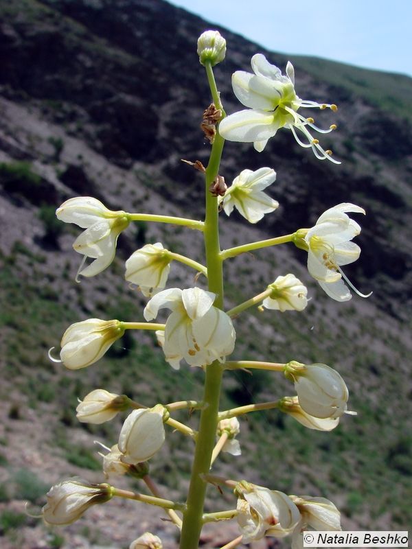 Изображение особи Eremurus lactiflorus.