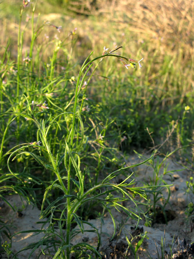 Image of Diptychocarpus strictus specimen.