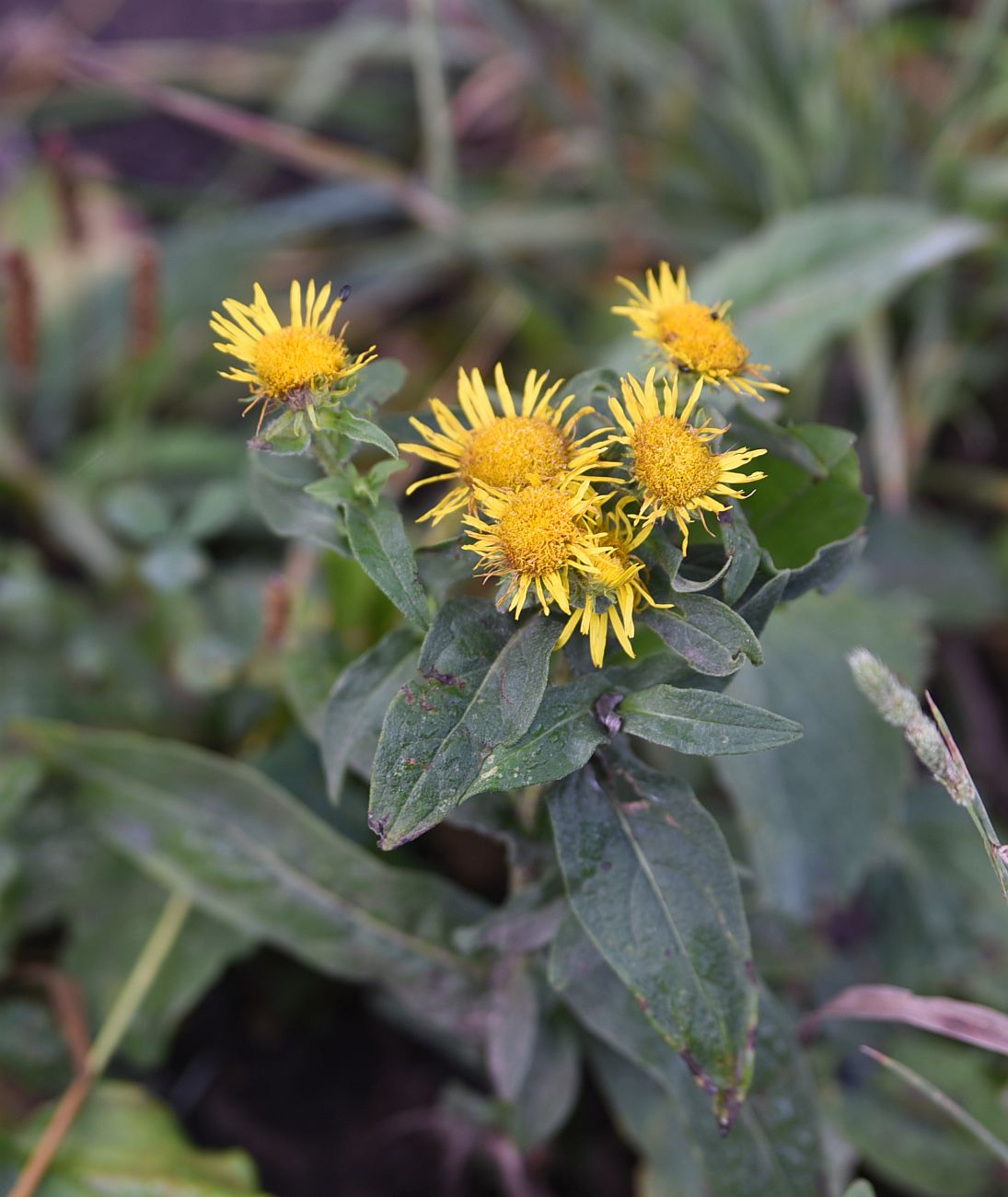 Изображение особи род Inula.