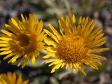 Inula oculus-christi