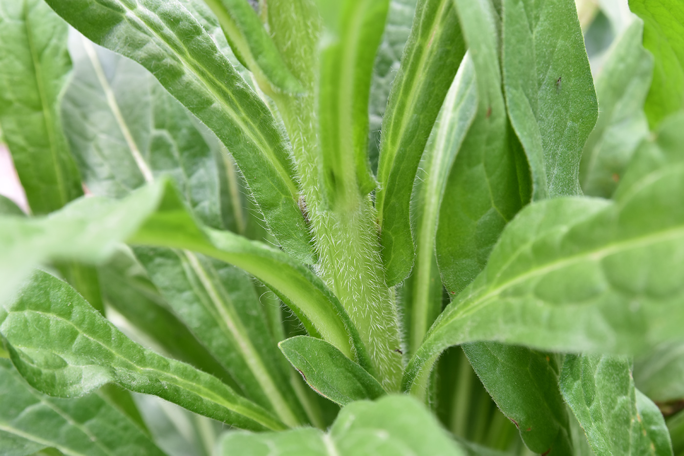 Image of Cynoglossum officinale specimen.