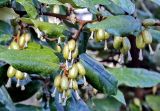 Elaeagnus pungens