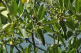 genus Rhizophora. Части ветвей с соцветиями. Вьетнам, пров. Кханьхоа, г. Нячанг, о. Хон Миеу (Hon Mieu), территория океанариума Чи Нгуен (Trí Nguyên). 08.08.2024.