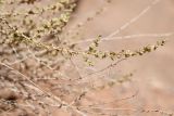 семейство Chenopodiaceae