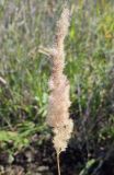 Calamagrostis epigeios