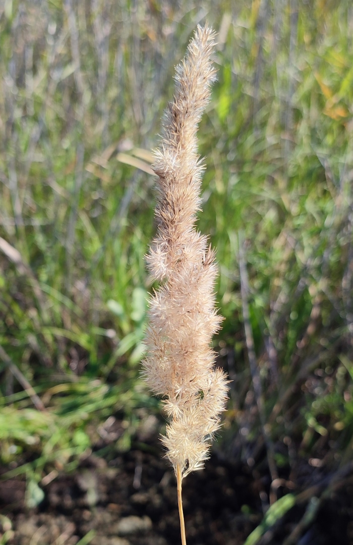 Изображение особи Calamagrostis epigeios.